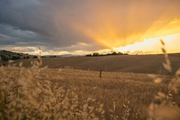 Marche Region, Italy. Rural landscape at sunset. Meadow — Stock Photo, Image