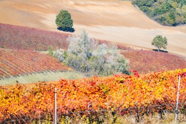 Castelvetro, Modena, Emilia Romagna, İtalya. Sonbaharda Lambrusco Grasparossa üzüm bağları.