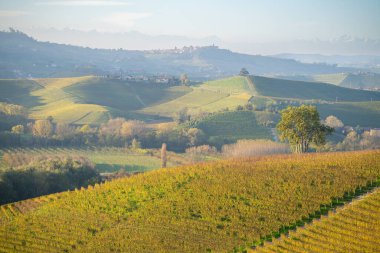 Sonbahar ışığında uzak dağları olan Piedmont üzüm bağları. Langhe.