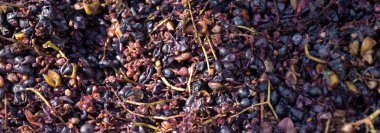 Kırmızılı şarap presi ve sarmal vida. Geleneksel İtalyan şarabı üretimi, üzüm ezme.