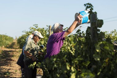 Taraclia, Moldova, 09.15.2020. Üzüm bağından üzüm toplayan çiftçiler. Sonbahar hasadı.