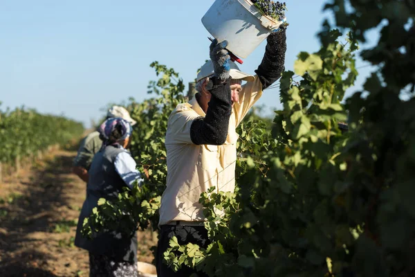 Taraclia, Moldova, 09.15.2020. Üzüm bağından üzüm toplayan çiftçiler. Sonbahar hasadı.
