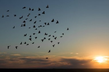 Bir güvercin sürüsü gökyüzünde dramatik bir günbatımının arka planında uçuyor..