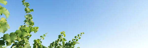 Виноградська Плантація Влітку Зелений Виноград Утворений Кущами — стокове фото