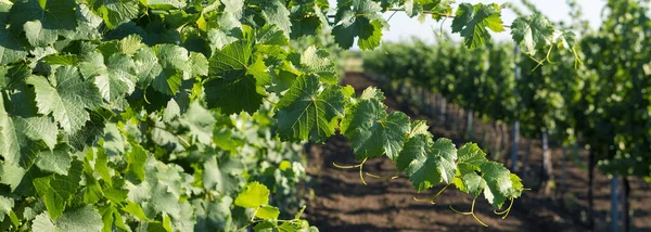 Plantación Viñedos Verano Viña Verde Crecimiento Formada Por Arbustos — Foto de Stock