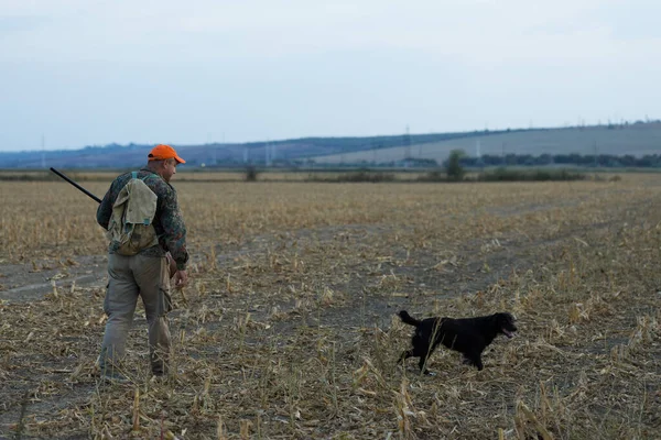 Faisan Chasseur Avec Fusil Chasse Marchant Dans Une Prairie — Photo