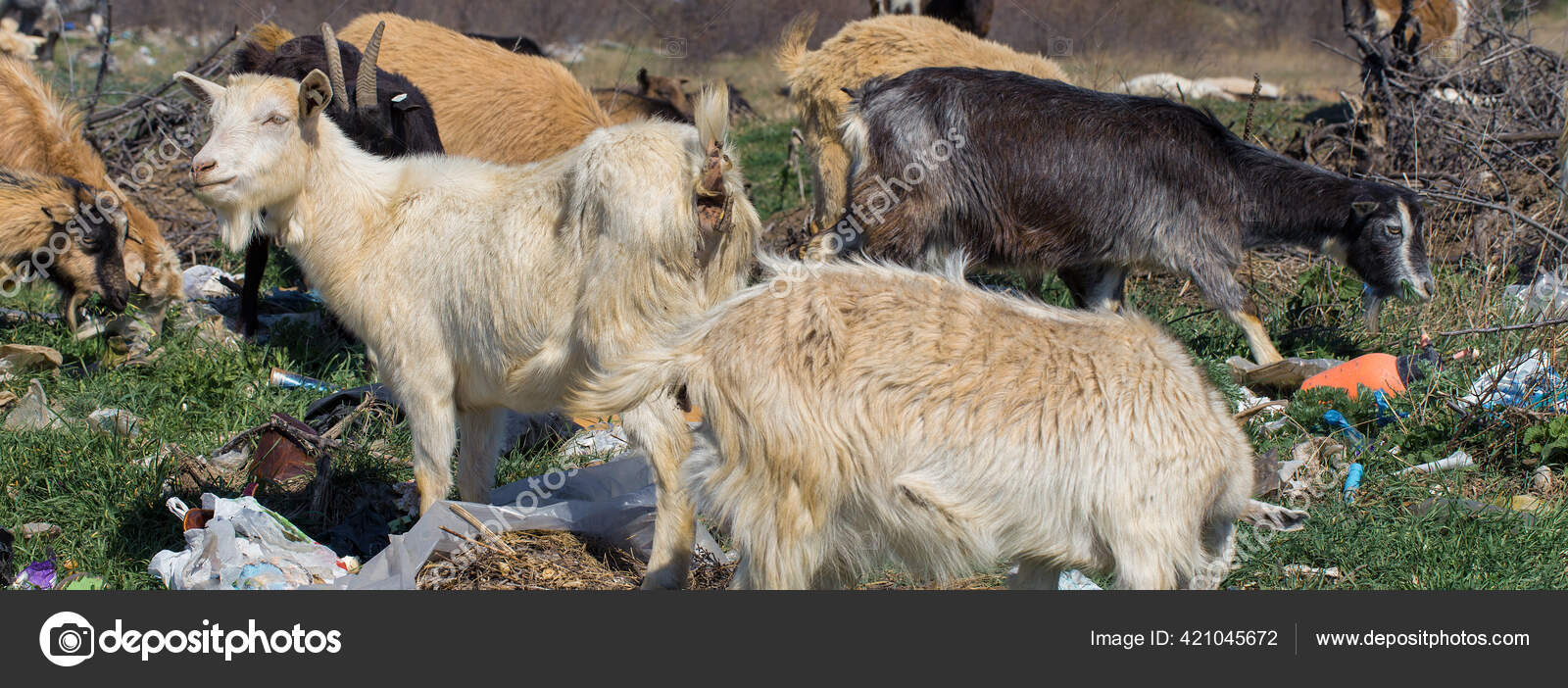 Goats Eat Plastic Waste Ecological Catastrophy Global Clogging