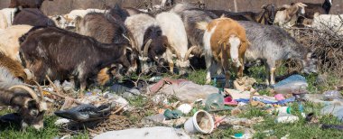 Keçiler plastik atıkları yerler. Ekolojik felaket. Gezegenin küresel tıkanması. Hayvanlar plastik atıktan ölüyor..
