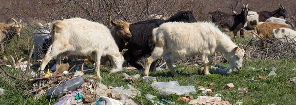 ヤギはプラスチックごみを食べる 生態学的大惨事 地球の目詰まりだ 動物はプラスチック廃棄物で死んでいます — ストック写真