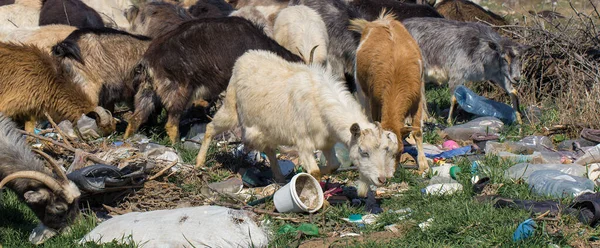 ヤギはプラスチックごみを食べる 生態学的大惨事 地球の目詰まりだ 動物はプラスチック廃棄物で死んでいます — ストック写真