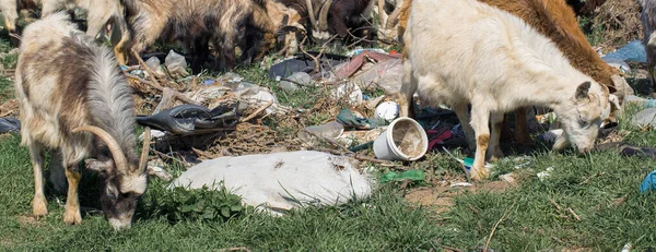 ヤギはプラスチックごみを食べる 生態学的大惨事 地球の目詰まりだ 動物はプラスチック廃棄物で死んでいます — ストック写真