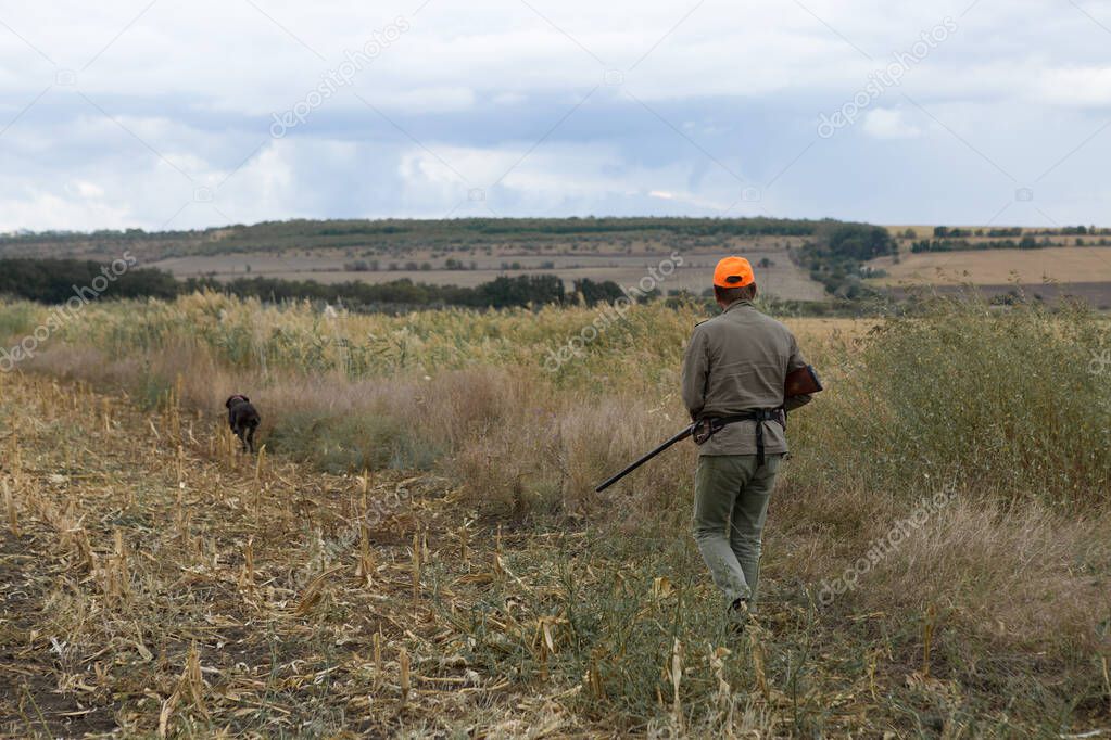 Pheasant hunter with shotgun walking through a meadow.