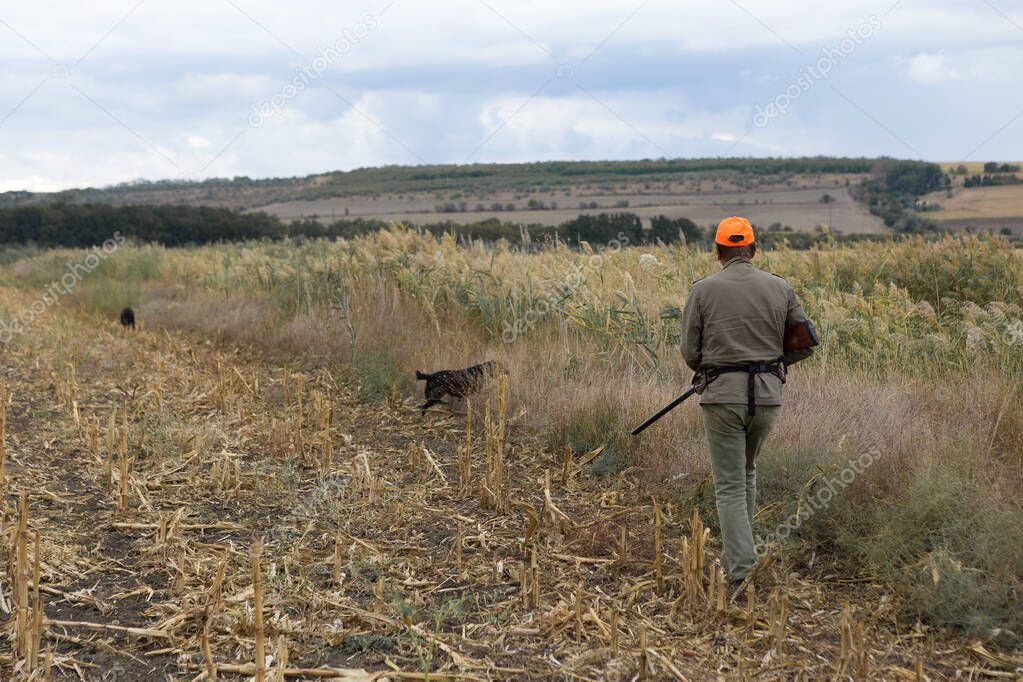 Pheasant hunter with shotgun walking through a meadow.