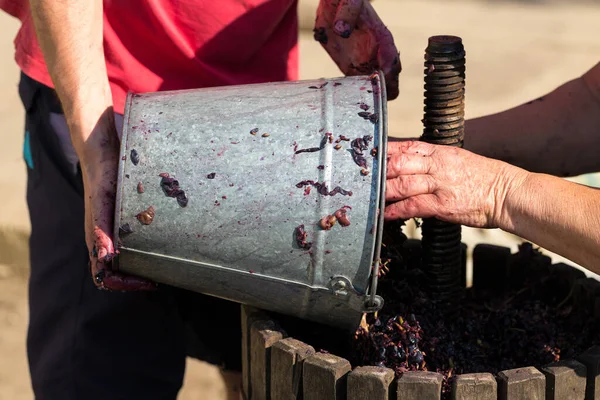 Enólogo Vierte Materias Primas Prensa Producción Vinos Tradicionales Italianos Trituración —  Fotos de Stock