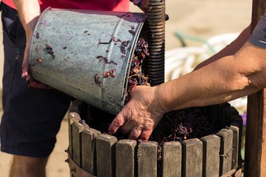 Şarap üreticisi basına hammadde döker. Geleneksel İtalyan şarabı üretimi, üzüm ezme.