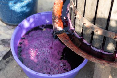 Kırmızılı şarap presi ve sarmal vida. Geleneksel İtalyan şarabı üretimi, üzüm ezme.