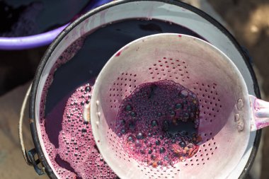 Şarap üreticisi varillere taşınmak için üzüm suyu döker..