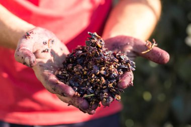 Kırmızılı şarap presi ve sarmal vida. Şarap üreticisinin elleri kapalı..