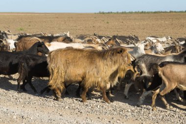 Koyunlar ve keçiler baharda yeşil çimlerde otlar.