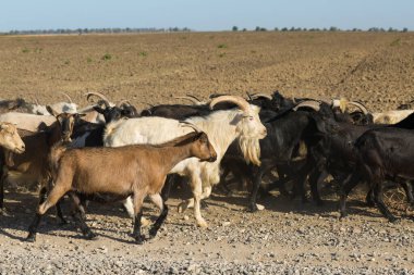 Koyunlar ve keçiler baharda yeşil çimlerde otlar.