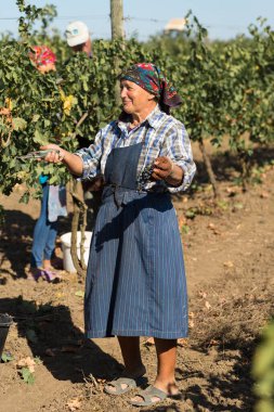 Taraclia, Moldova, 09.15.2020. Üzüm bağından üzüm toplayan çiftçiler. Sonbahar hasadı.