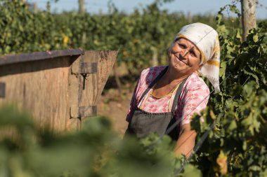 Taraclia, Moldova, 09.15.2020. Üzüm bağından üzüm toplayan çiftçiler. Sonbahar hasadı.