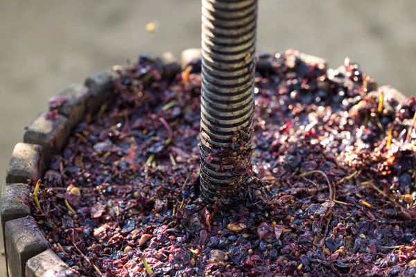 Cave Vin Avec Moût Rouge Vis Hélicoïdale Production Vins Italiens — Photo