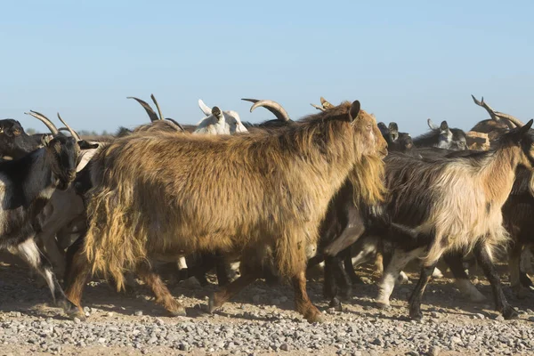 Ovejas Cabras Pastan Sobre Hierba Verde Primavera — Foto de Stock