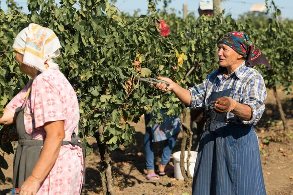 Taraclia, Moldova, 09.15.2020. Üzüm bağından üzüm toplayan çiftçiler. Sonbahar hasadı.