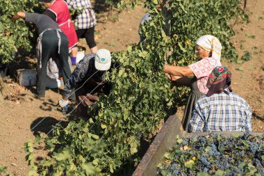 Taraclia, Moldova, 09.15.2020. Üzüm bağından üzüm toplayan çiftçiler. Sonbahar hasadı.