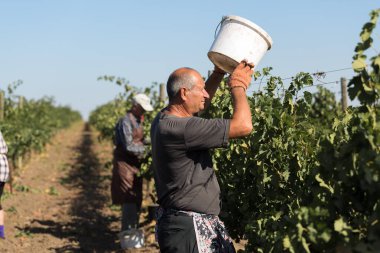 Taraclia, Moldova, 09.15.2020. Üzüm bağından üzüm toplayan çiftçiler. Sonbahar hasadı.