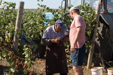 Taraclia, Moldova, 09.15.2020. Üzüm bağından üzüm toplayan çiftçiler. Sonbahar hasadı.