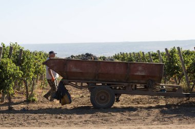Taraclia, Moldova, 09.15.2020. Üzüm bağından üzüm toplayan çiftçiler. Sonbahar hasadı.