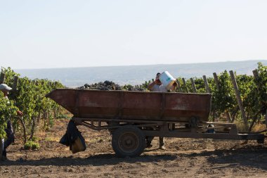 Taraclia, Moldova, 09.15.2020. Üzüm bağından üzüm toplayan çiftçiler. Sonbahar hasadı.
