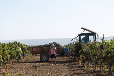 Taraclia, Moldova, 09.15.2020. Üzüm bağından üzüm toplayan çiftçiler. Sonbahar hasadı.