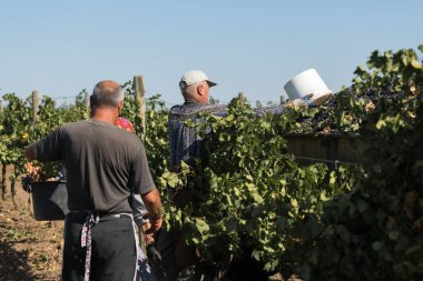 Taraclia, Moldova, 09.15.2020. Üzüm bağından üzüm toplayan çiftçiler. Sonbahar hasadı.