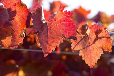 Kırmızı yapraklı sonbahar üzümleri, günbatımındaki sarmaşık kırmızımsı sarıdır.