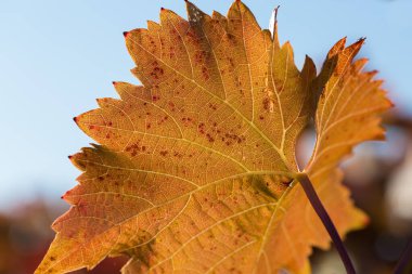 Kırmızı yapraklı sonbahar üzümleri, günbatımındaki sarmaşık kırmızımsı sarıdır.