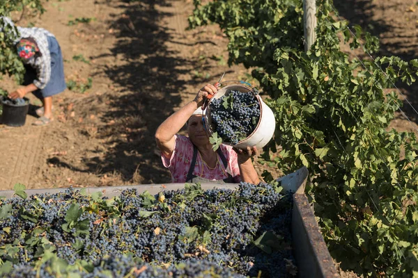 Taraclia, Moldova, 09.15.2020. Üzüm bağından üzüm toplayan çiftçiler. Sonbahar hasadı.