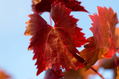 Kırmızı yapraklı sonbahar üzümleri, günbatımındaki sarmaşık kırmızımsı sarıdır.