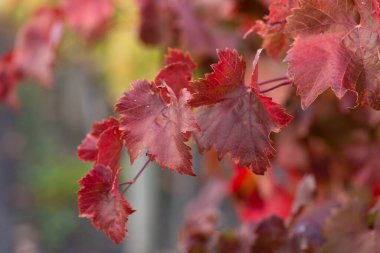Kırmızı yapraklı sonbahar üzümleri, günbatımındaki sarmaşık kırmızımsı sarıdır.