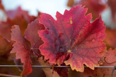 Kırmızı yapraklı sonbahar üzümleri, günbatımındaki sarmaşık kırmızımsı sarıdır.