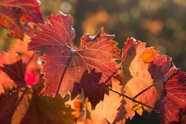 Kırmızı yapraklı sonbahar üzümleri, günbatımındaki sarmaşık kırmızımsı sarıdır.