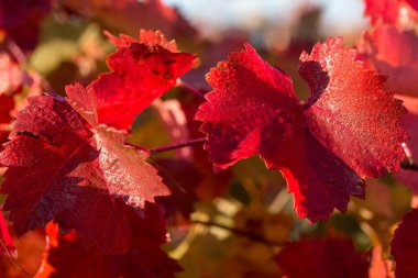 Kırmızı yapraklı sonbahar üzümleri, günbatımındaki sarmaşık kırmızımsı sarıdır.