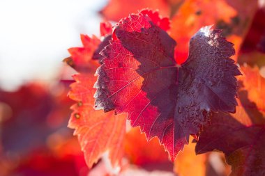 Kırmızı yapraklı sonbahar üzümleri, günbatımındaki sarmaşık kırmızımsı sarıdır.