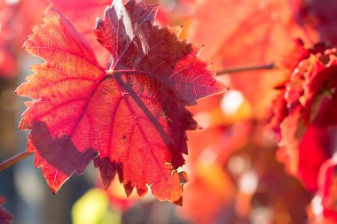 Kırmızı yapraklı sonbahar üzümleri, günbatımındaki sarmaşık kırmızımsı sarıdır.