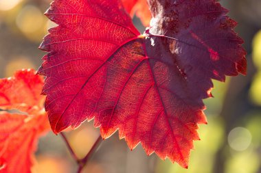 Kırmızı yapraklı sonbahar üzümleri, günbatımındaki sarmaşık kırmızımsı sarıdır.