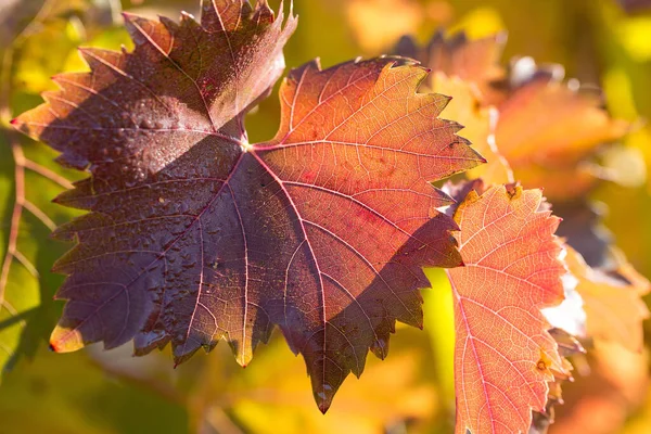 Uvas Otoño Con Hojas Rojas Vid Atardecer Color Amarillo Rojizo — Foto de Stock