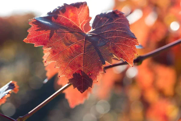 stock image Autumn grapes with red leaves, the vine at sunset is reddish yellow