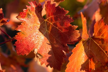 Kırmızı yapraklı sonbahar üzümleri, günbatımındaki sarmaşık kırmızımsı sarıdır.